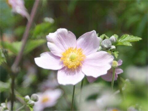 Anemone hupehensis var. japonica
