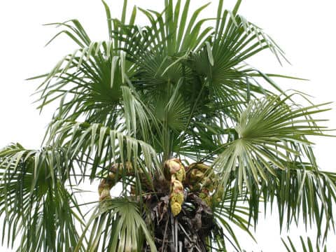 Trachycarpus fortunei