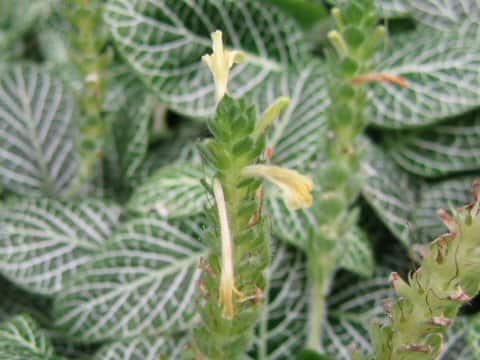 Fittonia verschaffeltii var. argyroneura