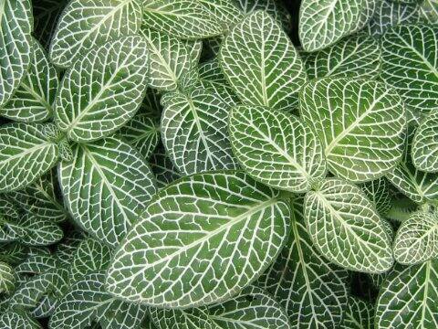 Fittonia verschaffeltii var. argyroneura