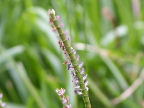 Zoysia japonica