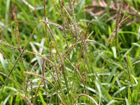 Zoysia japonica