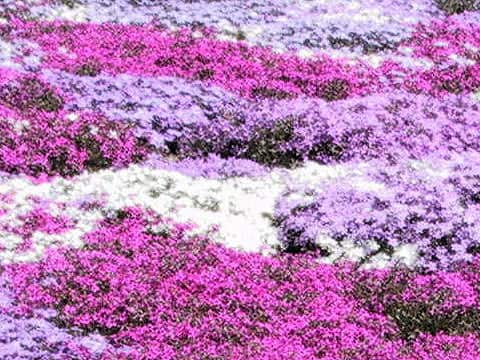 Phlox subulata