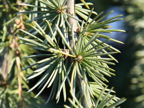 Cedrus atlantica cv. Glauca Pendula
