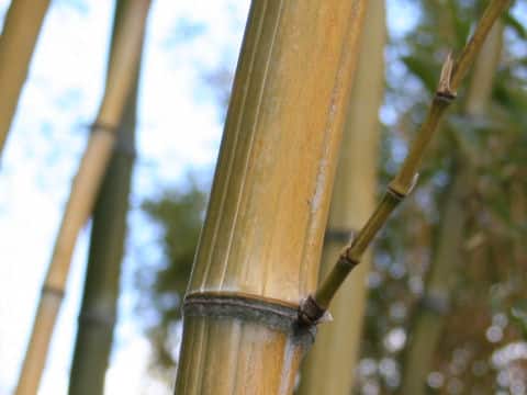 Phyllostachys bambusoides f. marliacea