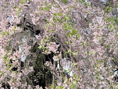 Prunus spachiana cv. Itosakura