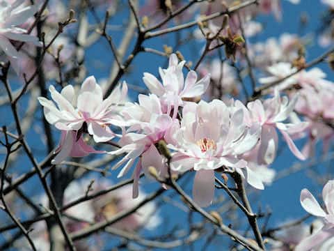 Magnolia tomentosa