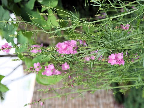 Sidalcea malviflora