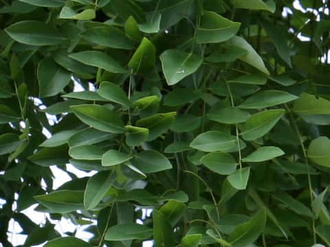 Sophora japonica var. pendula