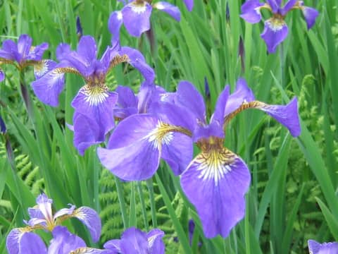 Iris setoso-thunbergii