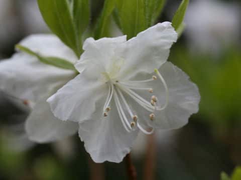 Rhododendron mucronulatum var. albiflorum