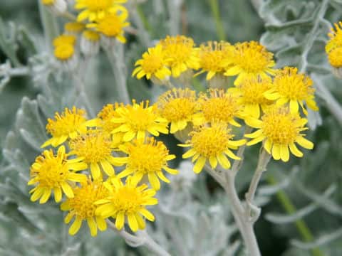 Senecio cineraria
