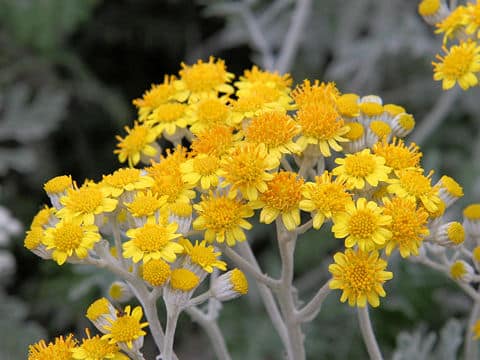 Senecio cineraria