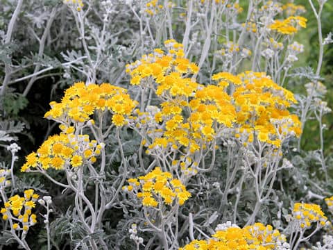 Senecio cineraria