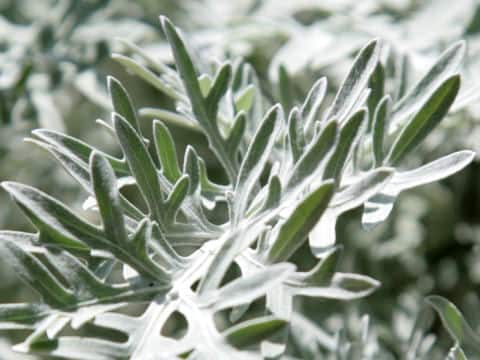 Senecio cineraria