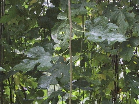 Morus alba f. pendula