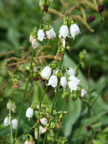 Adenophora triphylla var. hakusanensis f. chionantha
