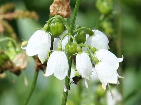 Adenophora triphylla var. hakusanensis f. chionantha