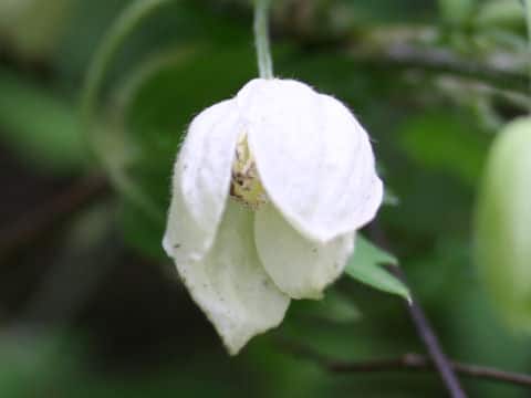 Clematis williamsii