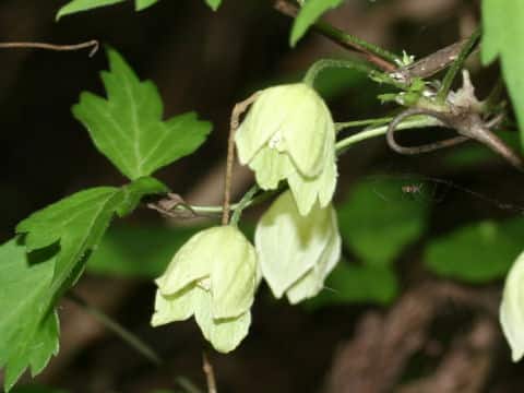 Clematis williamsii