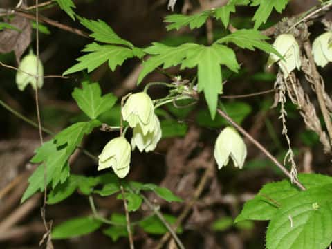 Clematis williamsii