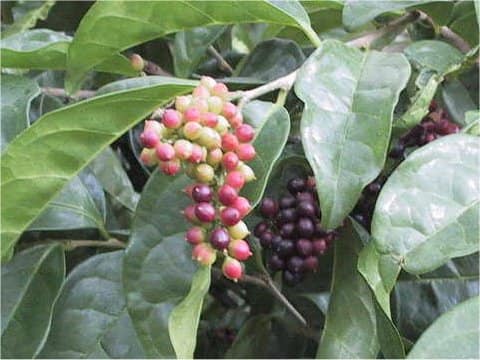 Antidesma pentandrum