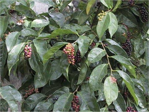 Antidesma pentandrum