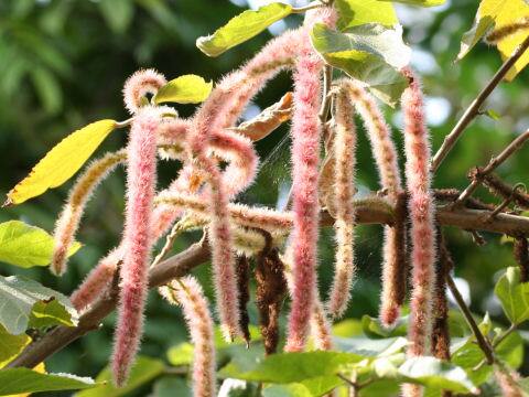 Acalypha hispida cv. Alba