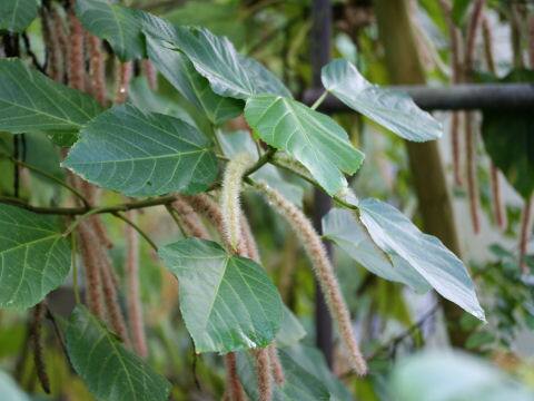 Acalypha hispida cv. Alba