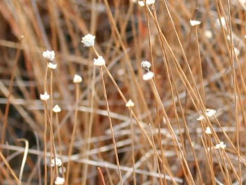 Eriocaulon nudicuspe