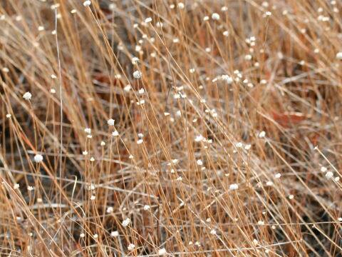 Eriocaulon nudicuspe