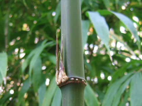 Tetragonocalamus quadrangularis