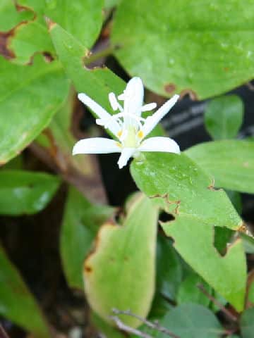 Tricyrtis hirta f. albescens