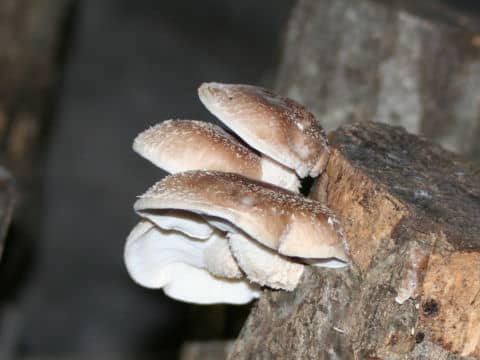 Lentinula edodes