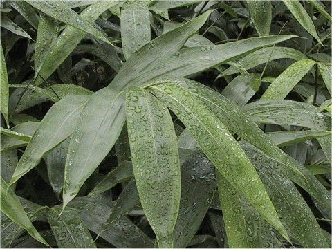 Sasaella glabra