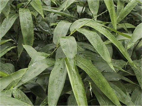 Sasaella glabra