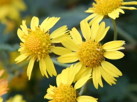 Chrysanthemum indicum