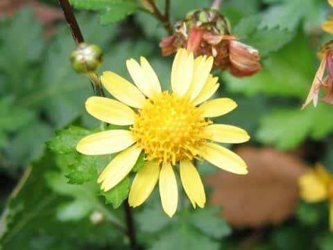 Chrysanthemum indicum