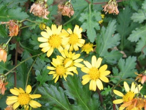Chrysanthemum indicum
