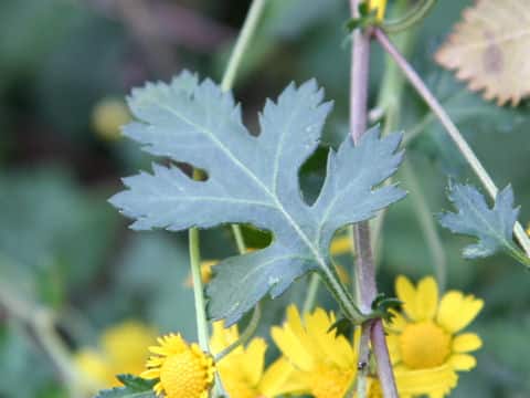 Chrysanthemum indicum