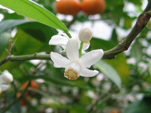Citrus depressa