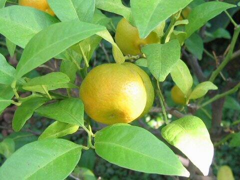 Citrus depressa
