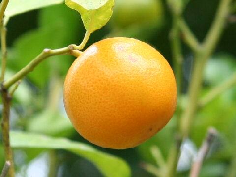 Citrus depressa