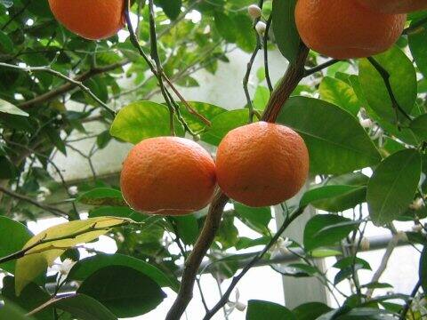 Citrus depressa