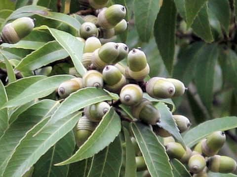 Quercus myrsinaefolia