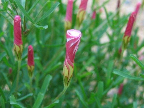 Oxalis versicolor