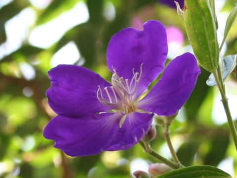 Tibouchina cv. Cote d'Asur