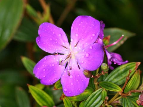 Tibouchina cv. Cote d'Asur