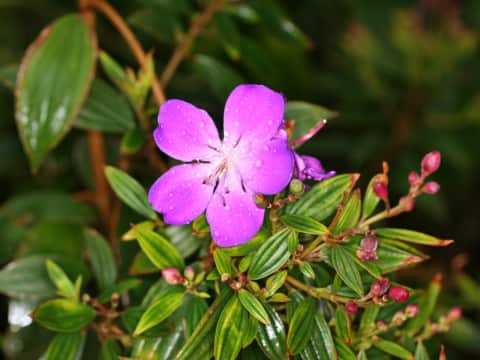 Tibouchina cv. Cote d'Asur