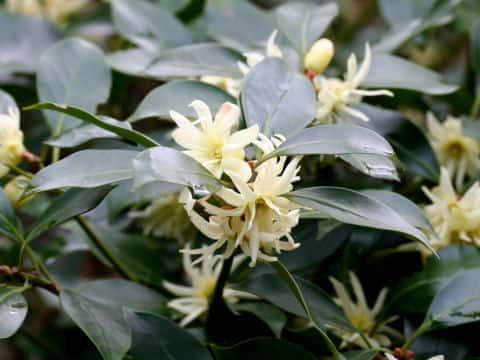 Illicium religiosum